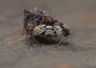 Jumping spider in Ankarafantsika National Park