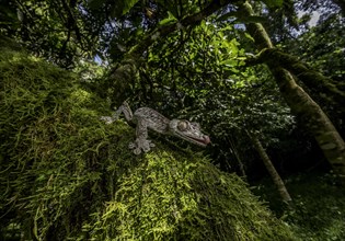 Large leaf-tailed gecko (Uroplatus gigantaeus) in the rainforests of northern Madagascar