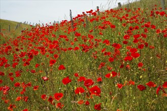 The hills over the fishing village Kaseberga are covered with red poppy flowers