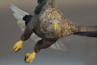 White-tailed eagle (Haliaeetus albicilla) adult bird in flight