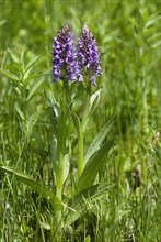 Moorland spotted orchid (Dactylorhiza maculata) in flower