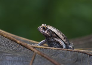 A frog (Discophis variabilis) in Ankarafantsika National Park