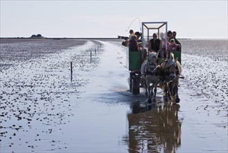 Horse-drawn carriage with tourists driving in the Schleswig-Holstein Wadden Sea National Park