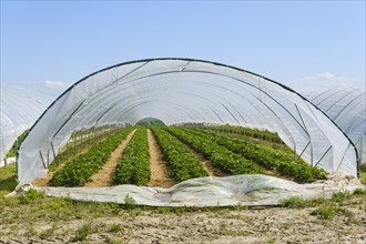 Strawberry field under a foil tunnel