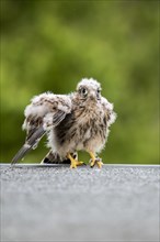 Common Common Kestrel (Falco tinnunculus)
