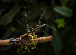 Stick insects during mating