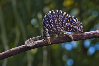 Rediscovered chameleon species after more than 100 years Voeltzkow's chameleon (Furcifer voeltzkowii) female