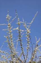 Flowering Blackthorn (Prunus spinosa)