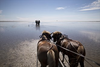 Horse-drawn carriage rides in the Schleswig-Holstein Wadden Sea National Park