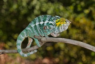 Panther chameleon (Furcifer pardalis) on the island Nosy Faly in the northwest of Madagascar