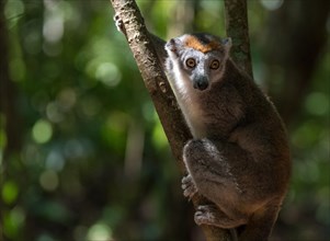 Crowned lemur (Eulemur coronatus) female in the dry forests of Ankarana National Park