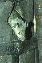 House mouse (Mus musculus) looking out of the mouse hole of a barrel