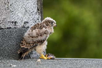 Common Common Kestrel (Falco tinnunculus)