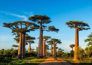 Baobab avenue (Andasonia grandidieri) in western Madagascar