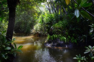 Stream in the Masoala rainforest in northeastern Madagascar