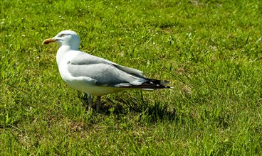 Lesser black-backed gull (Larus fuscus) in Greetsiel