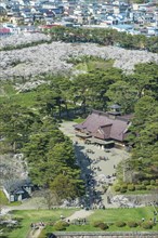 Star shaped Fort Goryokaku in the cherry blossom