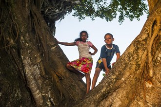Young kids standing in a giant old tree at sunset in downtown Apia