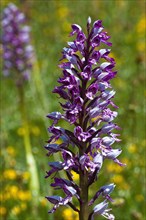 Military orchid (Orchis militaris) in inflorescence