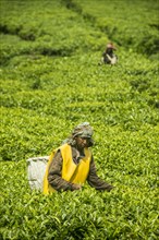 Tea plantation in the Virunga mountains