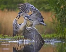 Black-crowned night heron (Nycticorax nycticorax) Fighting for the best territory