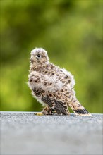 Common Common Kestrel (Falco tinnunculus)