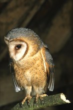 Common barn owl (Tyto alba) young bird on perch