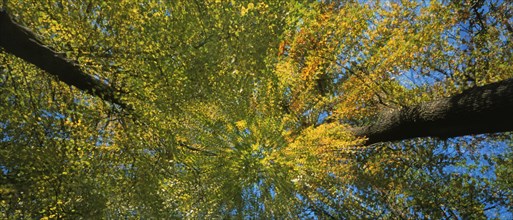 Panoramic view into the canopy of trees in autumn