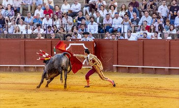 Matador with muleta with running bull