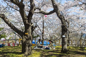 Picknick under Cherry blossom trees in the Hakodate park