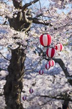 Paper lantern hanging in the blooming cherry trees