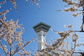 Viewing plattform in the cherry blossom trees