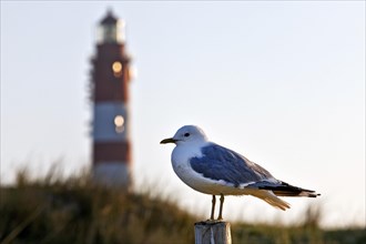 Common gull (Larus canus) and lighthouse