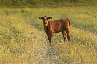 Calf at pasture