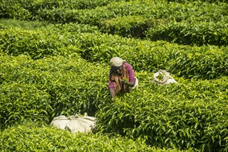 Tea worker working on a Tea plantation in the Virunga mountains