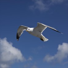 Common gull (Larus canus)