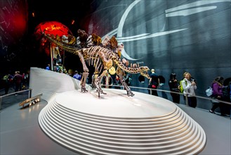 Skellet of a Stegosaurus dinosaur