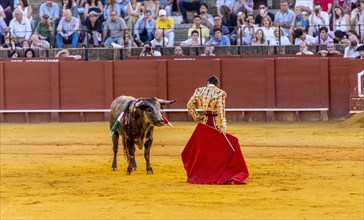 Matador with muleta in front of bull
