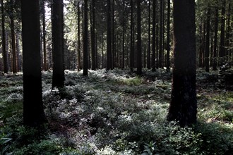 Thuringian Forest