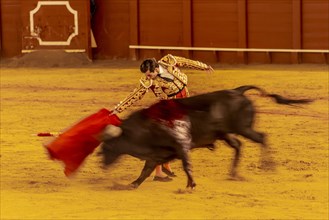 Matador with muleta with running bull