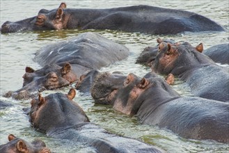 Hippopotamus (Hippopotamus amphibius) goup bathing in the water. Queen Elizabeth National Park