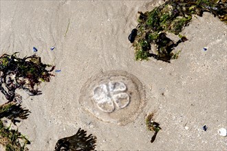 Jellyfish on the beach of the island Baltrum