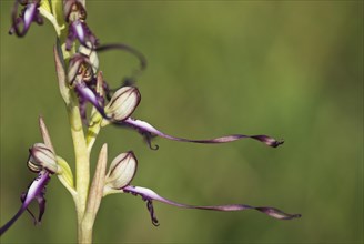 Buck's lambs-tongue Lizard orchid (Himantoglossum hircinum) in inflorescence