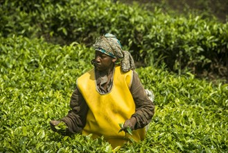 Tea plantation in the Virunga mountains