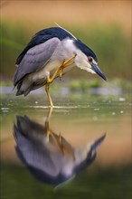 Black-crowned night heron (Nycticorax nycticorax) grooming its feathers