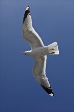 Flying gull (Larus canus) with recognisable hand-wing pattern