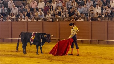 Matador with muleta standing in front of bull