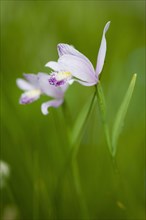 Marsh Helleborine (Epipactis palustris) in flower