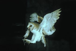Common barn owl (Tyto alba) flies with mouse to breeding site