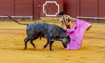 Banderillero with capa with running bull